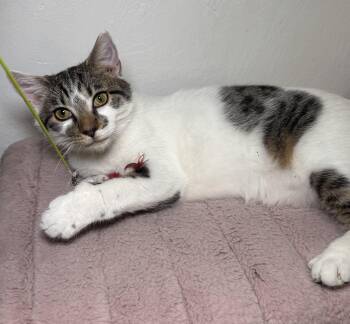 Domestic Short Hair Cats Available for Adoption in Miami, Florida - Tommy | PetCurious