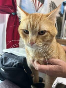 Hudson Hicksville -  Domestic Short Hair Cat for Adoption in Westbury, New York - Hudson Hicksville | PetCurious