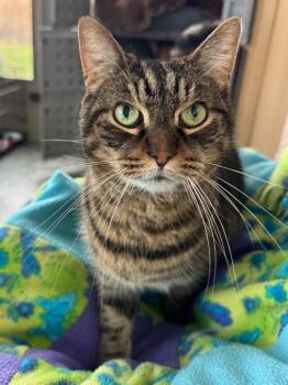 Domestic Short Hair Cats Available for Adoption in Shorewood, Illinois - Dylon | PetCurious