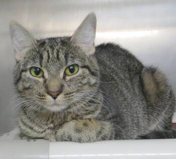 Tiger Cats Available for Adoption in Taunton, Massachusetts - TOBY | PetCurious
