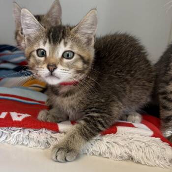 Susie -  Domestic Short Hair Cat for Adoption in Oakland, California - Susie | PetCurious