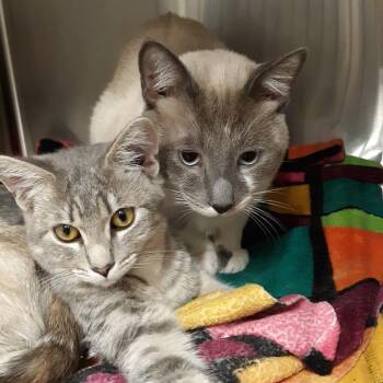 Hilli -  Domestic Short Hair Cat for Adoption in Spokane, Washington - Hilli | PetCurious
