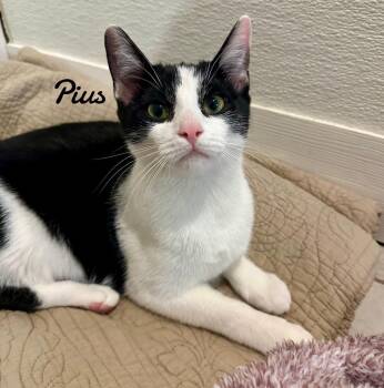 Rescue Domestic Short Hair Cats for Adoption in Naugatuck, Connecticut - Pius | PetCurious