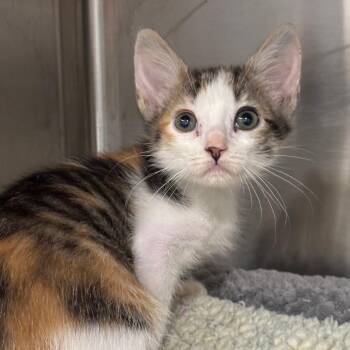 Brittany -  Domestic Short Hair Cat for Adoption in League City, Texas - Brittany | PetCurious