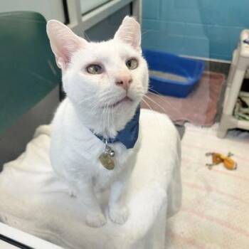 Tommy -  Domestic Short Hair Cat for Adoption in Lansing, Michigan - Tommy | PetCurious