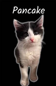 Rescue Domestic Medium Hair Cats for Adoption in Auburn, California - Pancake (Bonded With Pepper) | PetCurious