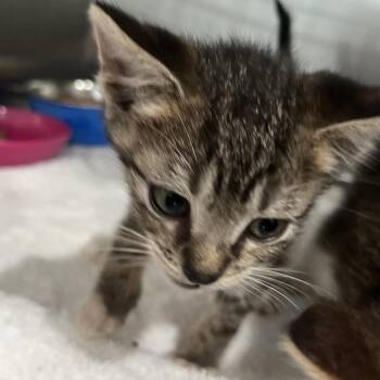 Gordon -  Domestic Short Hair Cat for Adoption in Richmond Hill, Georgia - Gordon | PetCurious