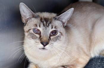 Meowth -  Domestic Short Hair and Siamese Cat for Adoption in Sanford, Florida - Meowth | PetCurious