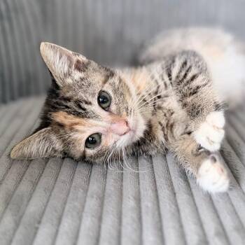 Sarah -  Domestic Short Hair Cat for Adoption in Honeoye, New York - Sarah | PetCurious