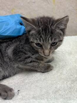 Band 8 -  Domestic Short Hair Cat for Adoption in Honolulu, Hawaii - Band 8 | PetCurious
