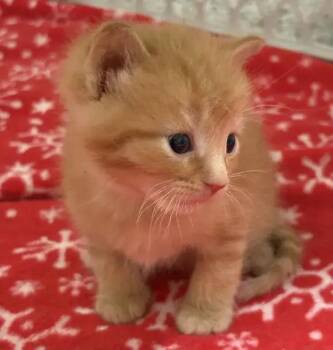 Domestic Short Hair Cats Available for Adoption in Wyoming, Michigan - Janus | PetCurious