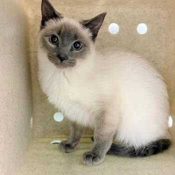 Domestic Short Hair Cats Available for Adoption in Philadelphia, Pennsylvania - Fizz | PetCurious