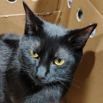 Jaguar  2 -  Domestic Short Hair Cat for Adoption in Tampa, Florida - Jaguar  2 | PetCurious