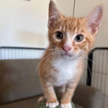 Goldie -  Domestic Short Hair Cat for Adoption in Medford Lakes, New Jersey - Goldie | PetCurious