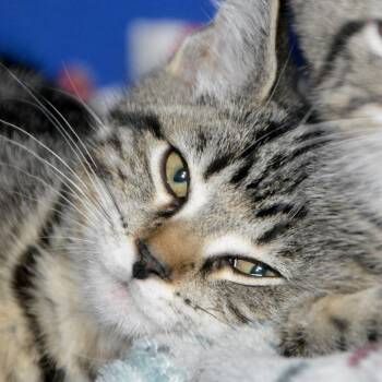 Max -  Domestic Short Hair Cat for Adoption in Los Angeles, California - Max | PetCurious