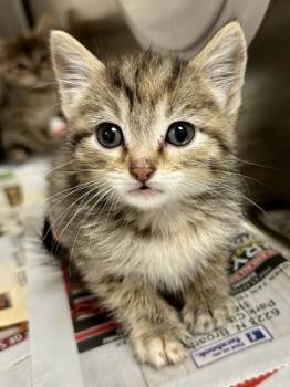 Rescue Domestic Short Hair Cats for Adoption in Wichita, Kansas - Korbyn | PetCurious