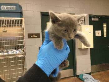 Domestic Short Hair Cats Available for Adoption - A1875261 | PetCurious