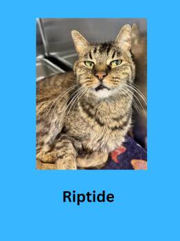 Domestic Short Hair Cats Available for Adoption in Ravenna, Ohio - Riptaide | PetCurious