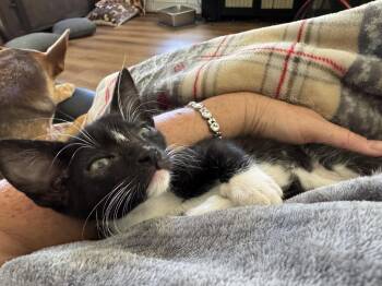 Buttercup -  Domestic Short Hair Cat for Adoption in Roseville, California - Buttercup | PetCurious