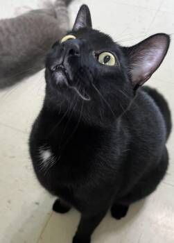 Scar (sweetest fellow) -  Domestic Short Hair Cat for Adoption in Moline, Illinois - Scar (sweetest Fellow) | PetCurious