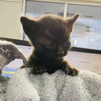 Domestic Short Hair Cats Available for Adoption in Dallas, Texas - ITTY BIT | PetCurious
