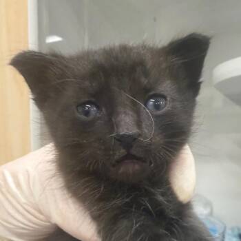 Domestic Short Hair Cats Available for Adoption in Phoenix, Arizona - Matthew | PetCurious