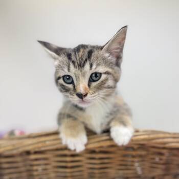 Sweetarts-C -  Domestic Short Hair Cat for Adoption in East St. Louis, Illinois - Sweetarts-C | PetCurious