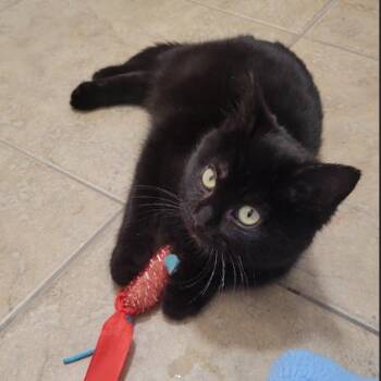 Domestic Short Hair Cats Available for Adoption - Twiggy | PetCurious