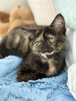 Sonya -  Domestic Short Hair Cat for Adoption in Diamond Springs, California - Sonya | PetCurious