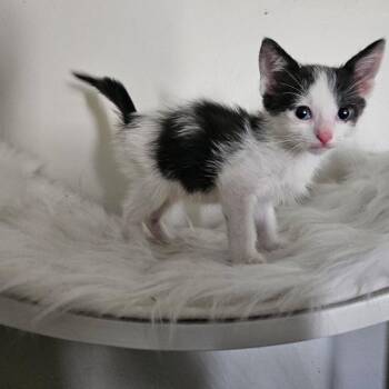 Hades -  Domestic Short Hair Cat for Adoption in Yucaipa, California - Hades | PetCurious