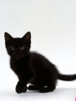 Rescue Domestic Short Hair Cats for Adoption in Salem, New Hampshire - 3 Kittens | PetCurious