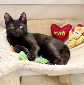 WONDER WOMAN -  Domestic Short Hair Cat for Adoption in Dedham, Massachusetts - WONDER WOMAN | PetCurious