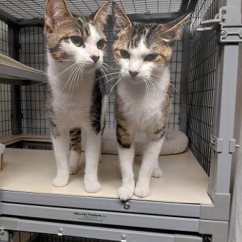 Sugar and Spice -  Domestic Short Hair Cat for Adoption in Littleton, New Hampshire - Sugar And Spice | PetCurious