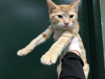 Domestic Short Hair Cats Available for Adoption - A1891991 | PetCurious