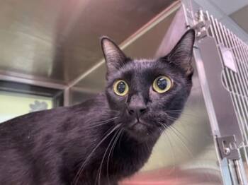 Rescue Domestic Short Hair Cats for Adoption in Lewisville, Texas - Sabrina | PetCurious