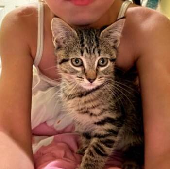 Poppy -  Tabby Cat for Adoption in Hawley, Pennsylvania - Poppy | PetCurious