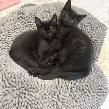 Tin Man -  Domestic Short Hair Cat for Adoption in Richmond, Virginia - Tin Man | PetCurious