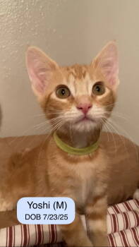 Rescue Tabby Cats for Adoption in Vacaville, California - Yoshi | PetCurious