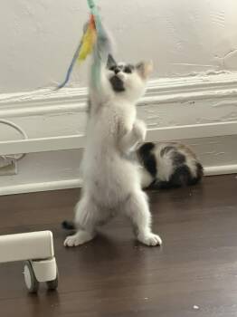 Buckeye -  Domestic Short Hair Cat for Adoption in Cleveland, Ohio - Buckeye | PetCurious
