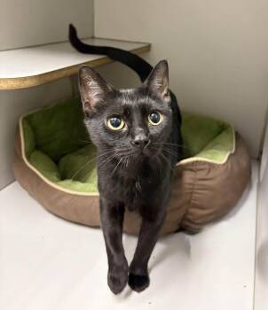 Sally -  Domestic Short Hair Cat for Adoption in Medfield, Massachusetts - Sally | PetCurious