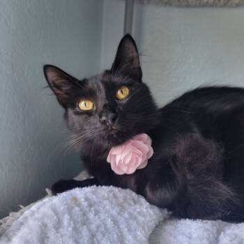 Rescue Domestic Medium Hair Cats for Adoption in Lutz, Florida - Cora | PetCurious