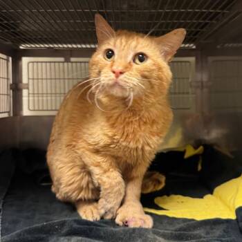 Marquette -  Domestic Short Hair Cat for Adoption in Bristol, Indiana - Marquette | PetCurious