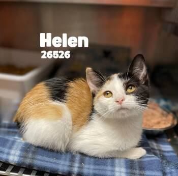 Calico Cats Available for Adoption in Oak Ridge, Tennessee - Helen | PetCurious