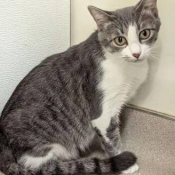 Rescue Domestic Short Hair and Tabby Cats for Adoption in Washington, Iowa - Lonesome - The Executive | PetCurious