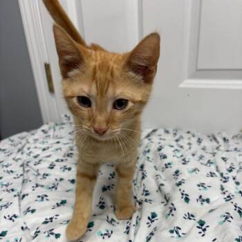 Faygo -  Domestic Short Hair Cat for Adoption in Granville, Ohio - Faygo | PetCurious