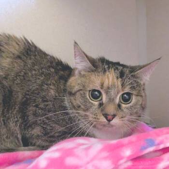 Domestic Short Hair Cats Available for Adoption in Providence, Rhode Island - Baby Brownie | PetCurious