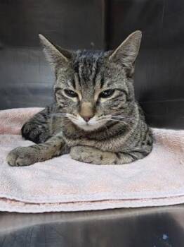 Domestic Short Hair Cats Available for Adoption - Sundae | PetCurious