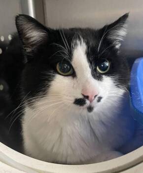 Domestic Short Hair Cats Available for Adoption in Jackson, Michigan - Wallace | PetCurious