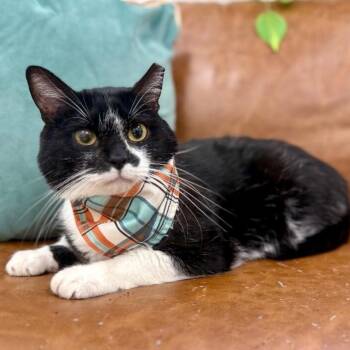 Diego the Plushy Philosopher -  Tuxedo and Domestic Short Hair Cat for Adoption in Friendswood, Texas - Diego The Plushy Philosopher | PetCurious