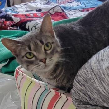 Chili Charlie -  Domestic Short Hair Cat Available for Adoption in Syracuse, New York - Chili Charlie | PetCurious